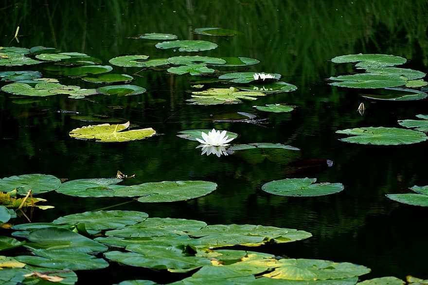 цветок лотоса, пруд, природа, зеленый, расслабиться, цветок