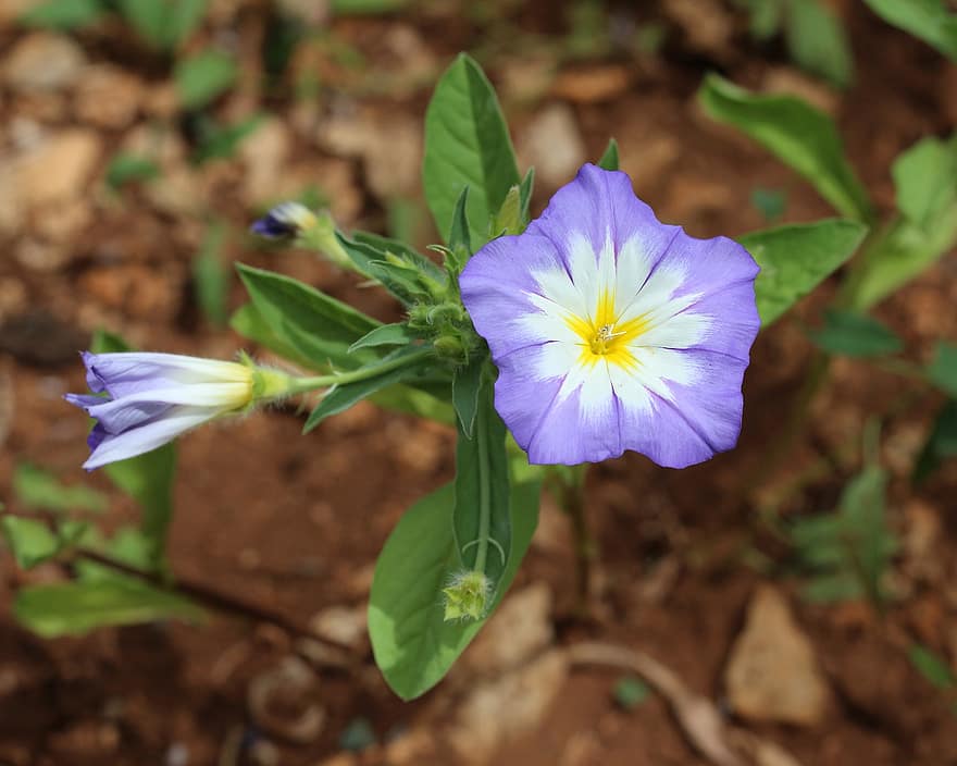 flor violeta, naturalesa, floral