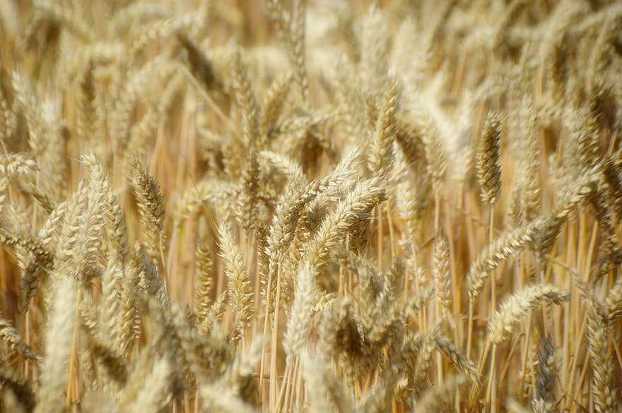пшеница, хлопья, сельское хозяйство, шипы, летом, природа, поле, мучной, урожай