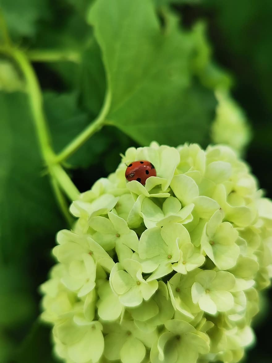 Hortensie, Blumen, Marienkäfer, Käfer, Insekt, Blütenblätter, blühen, Pflanze, Natur