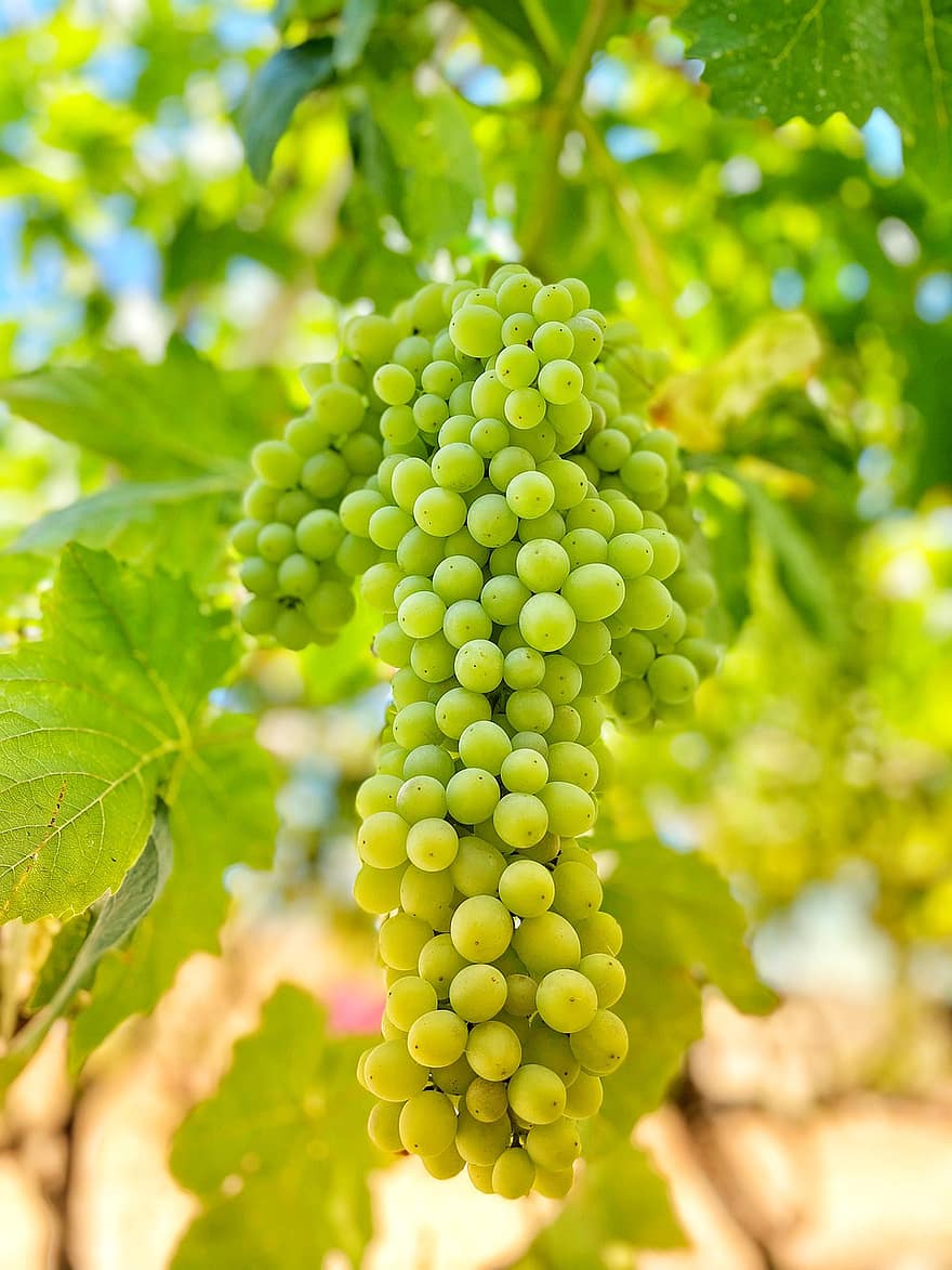 Traube, Blatt, Obst, Landwirtschaft, Weinberg, Wachstum, Frische, Sommer-, Wein machen, Weingut, grüne Farbe