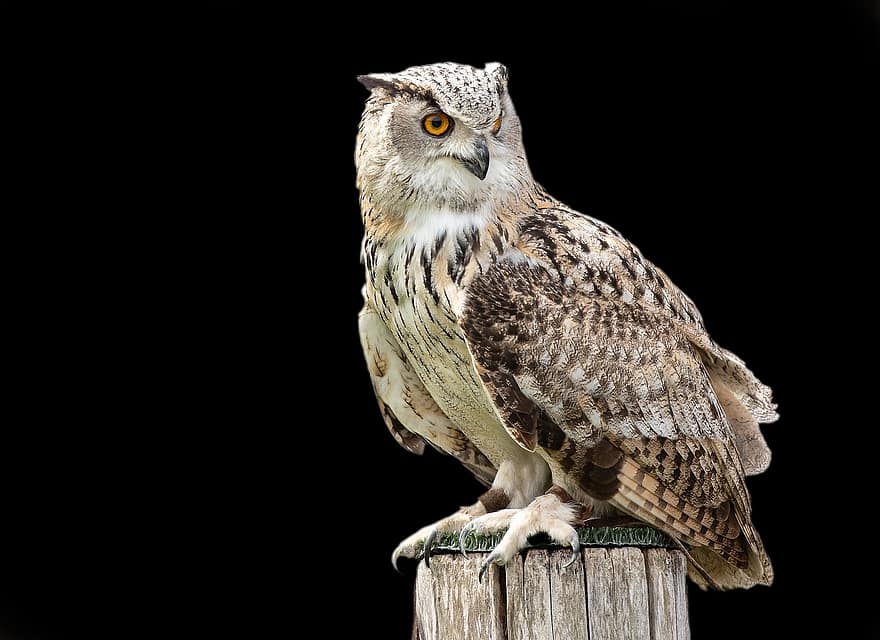 Owl, Bird Of Prey, Bird, Nature, Wildlife, Avian, beak, feather, animals in the wild, hawk, eagle owl