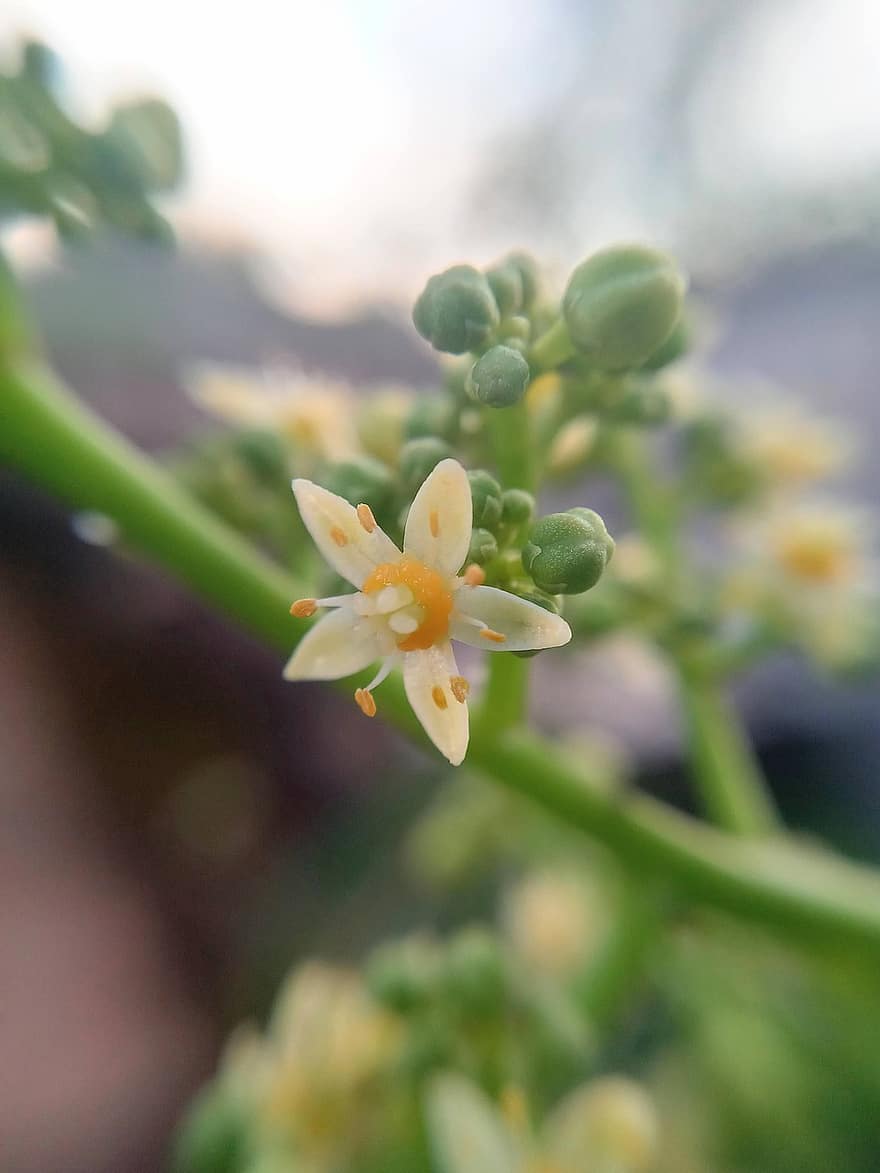 Hermafrodita, disko bezi, Anacardiaceae, gineceu, Androceu, çiçek, Cajá-manga