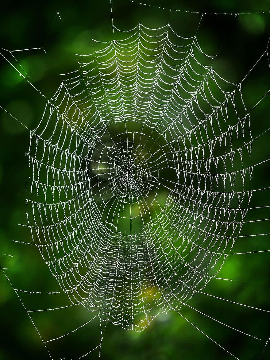 वेब, मकड़ी का जाला, नेटवर्क