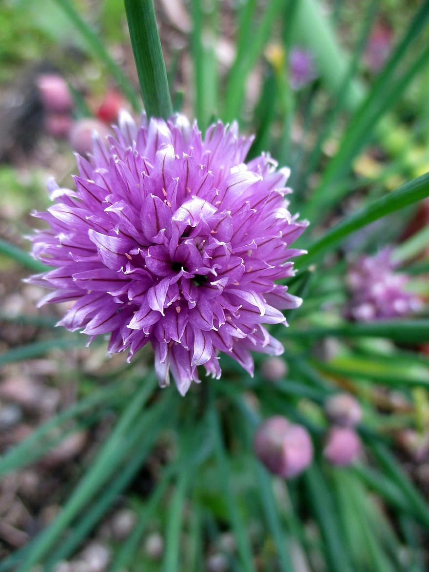 Flower, Chives, Blossom, Purple, Garden, Nature, Bloom, Botany, Petals, Growth, close-up