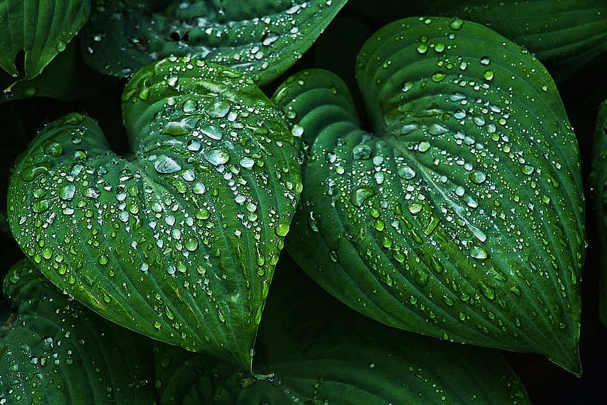 Leaf, Wet, Raindrop, Beaded, Drip, Sweetheart, Rain, Drop Of Water, Leaf Veins, Leaf Buds, Macro