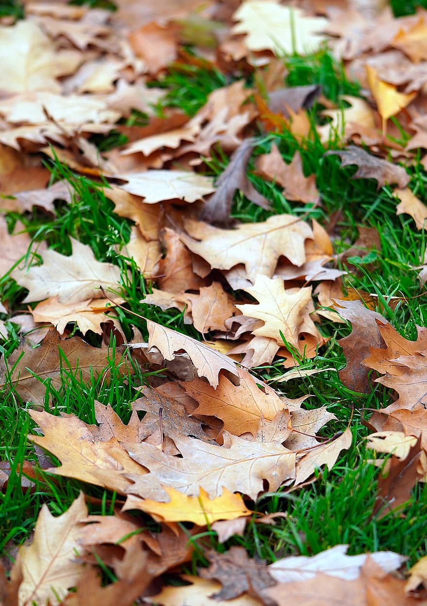 秋、葉、紅葉、秋の季節、落葉、森林
