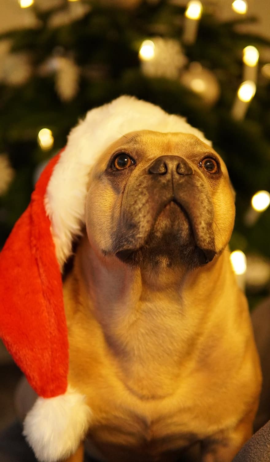 cane, bulldog francese, Natale, buone vacanze, stanco, occhi chiusi, cappello da Babbo Natale, albero di Natale, abete, biglietto d'auguri, carina
