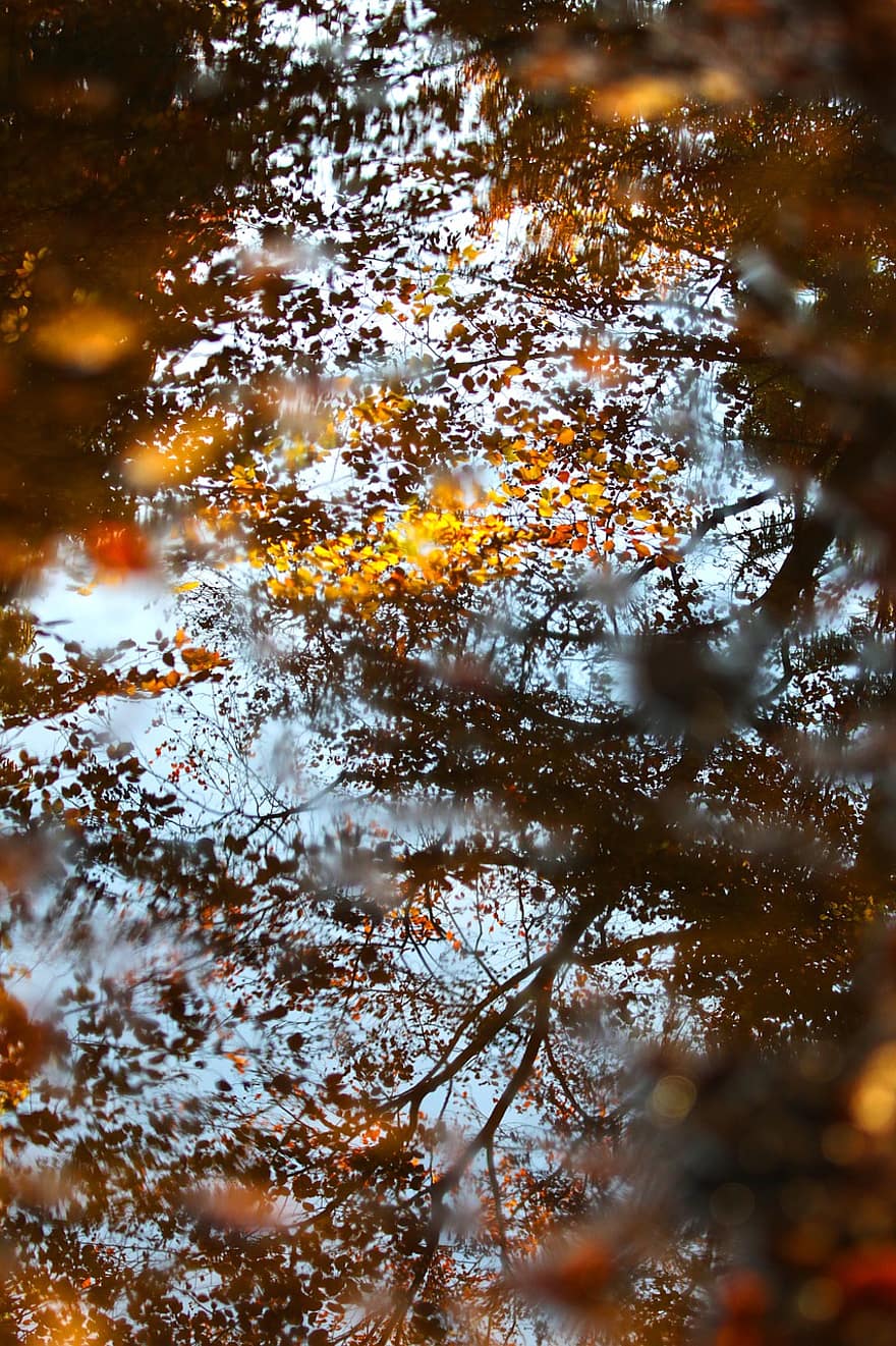 калюжа, відбиття води, осінь, води, калюжі, лист, рефлексія, дзеркальне відображення, листя, осінні листки, осіннє листя