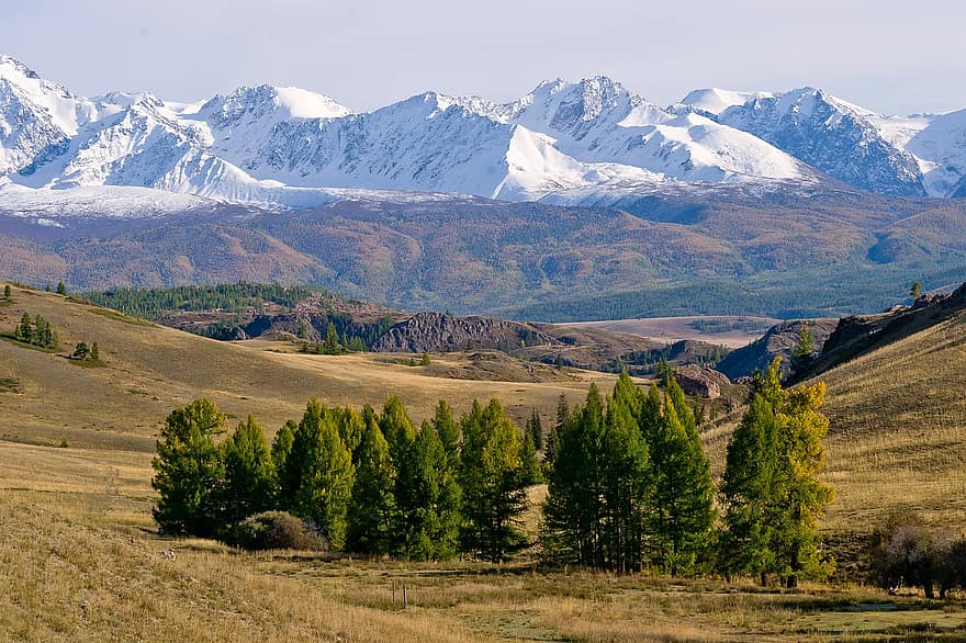 montanhas, colinas, arvores, estepe, neve, campo, Prado, Altai, cadeia de montanhas, snowcaps, outono