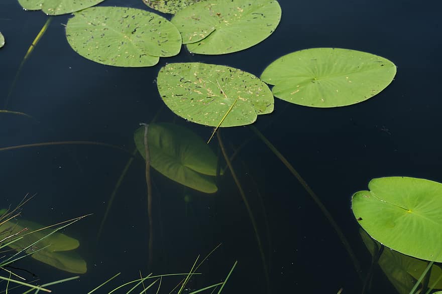 Water Lily, Flowers, Leaves, Foliage, Pond, Water, Summer