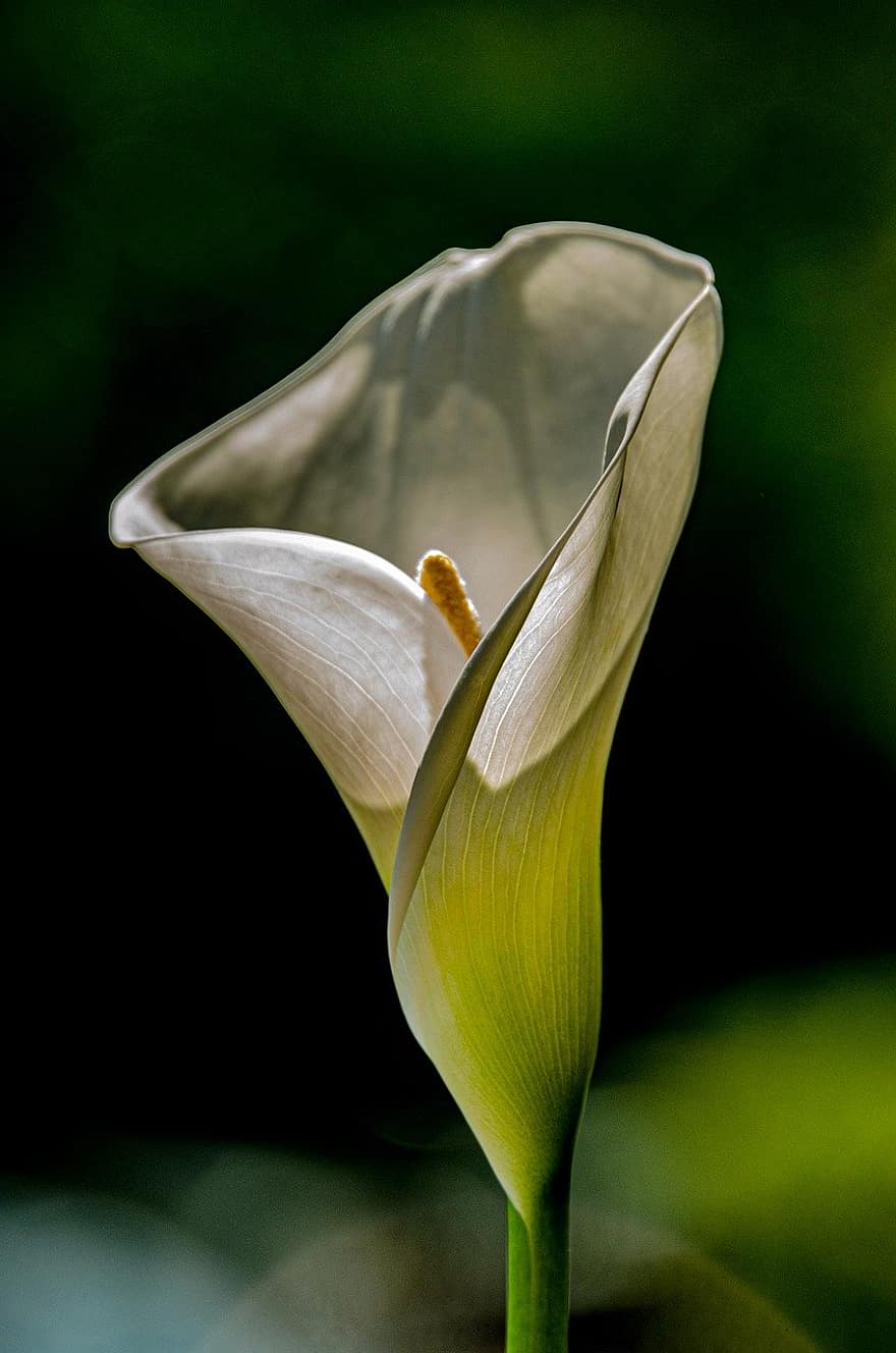calla lily, flor, jardín