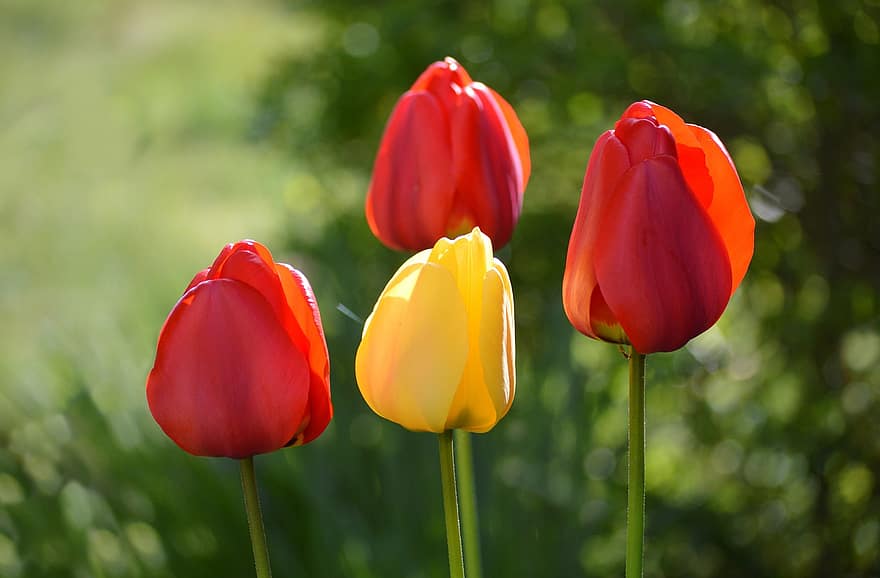 Tulpen, Blumen, Frühlingsblumen, Frühling, Blüten, Garten, Natur, Flora, grüne Farbe, Sommer-, Blume