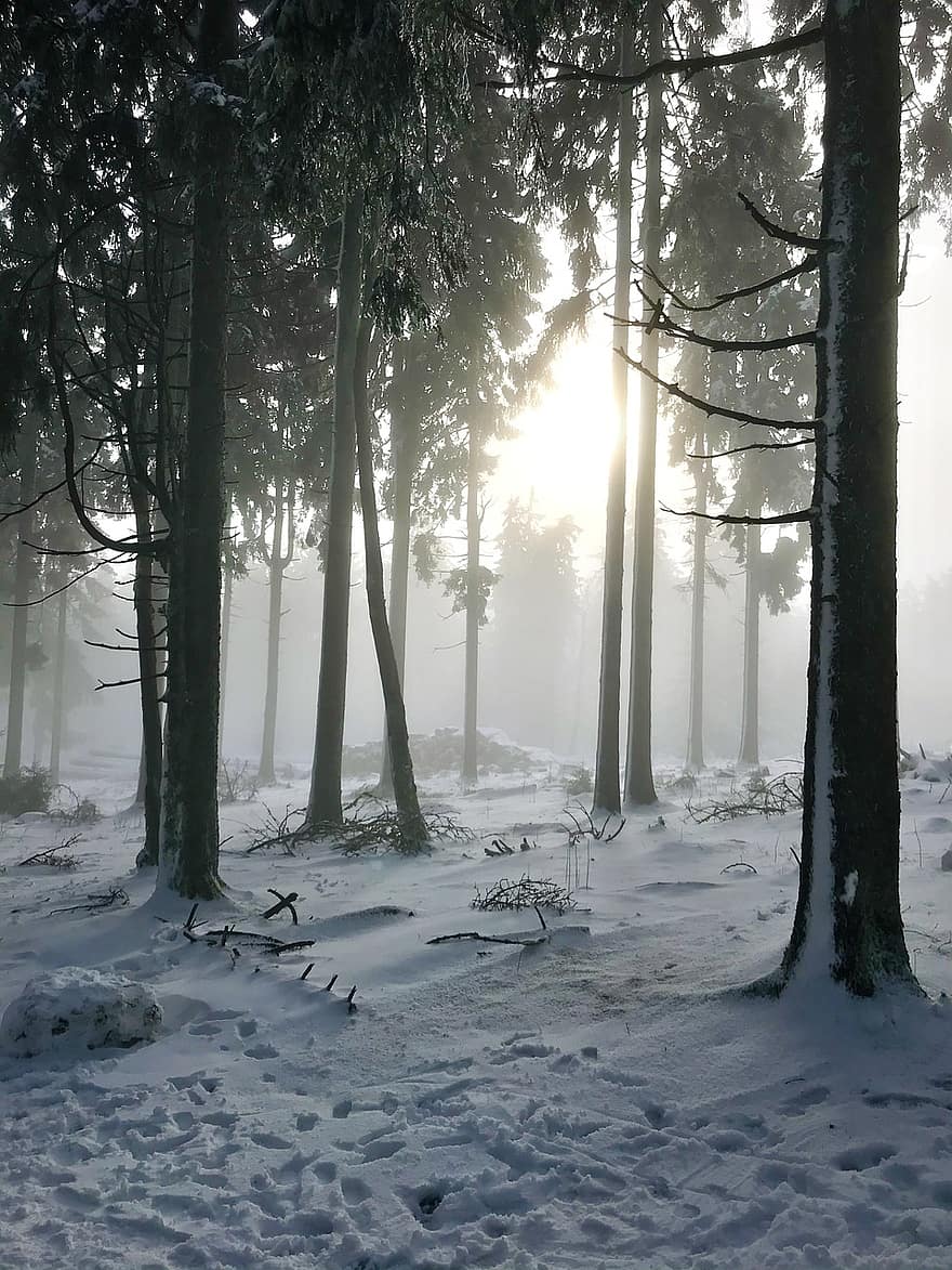 mežs, ziemā, raksturs, sniegs, koki, migla, sala, auksts, koks, sezonā, ainavu