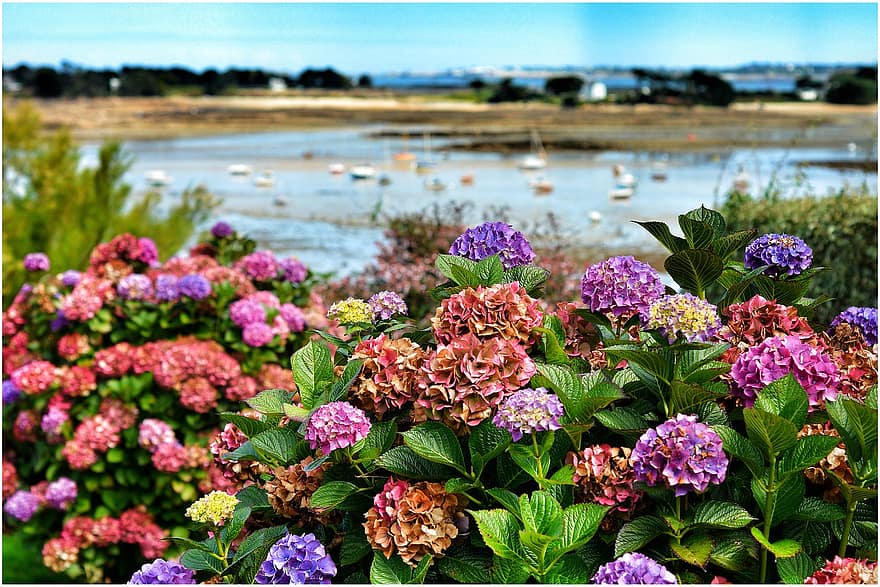 hortensia, las flores, plantas, floración, hojas, naturaleza, costa, mar, Carantec, Bretaña