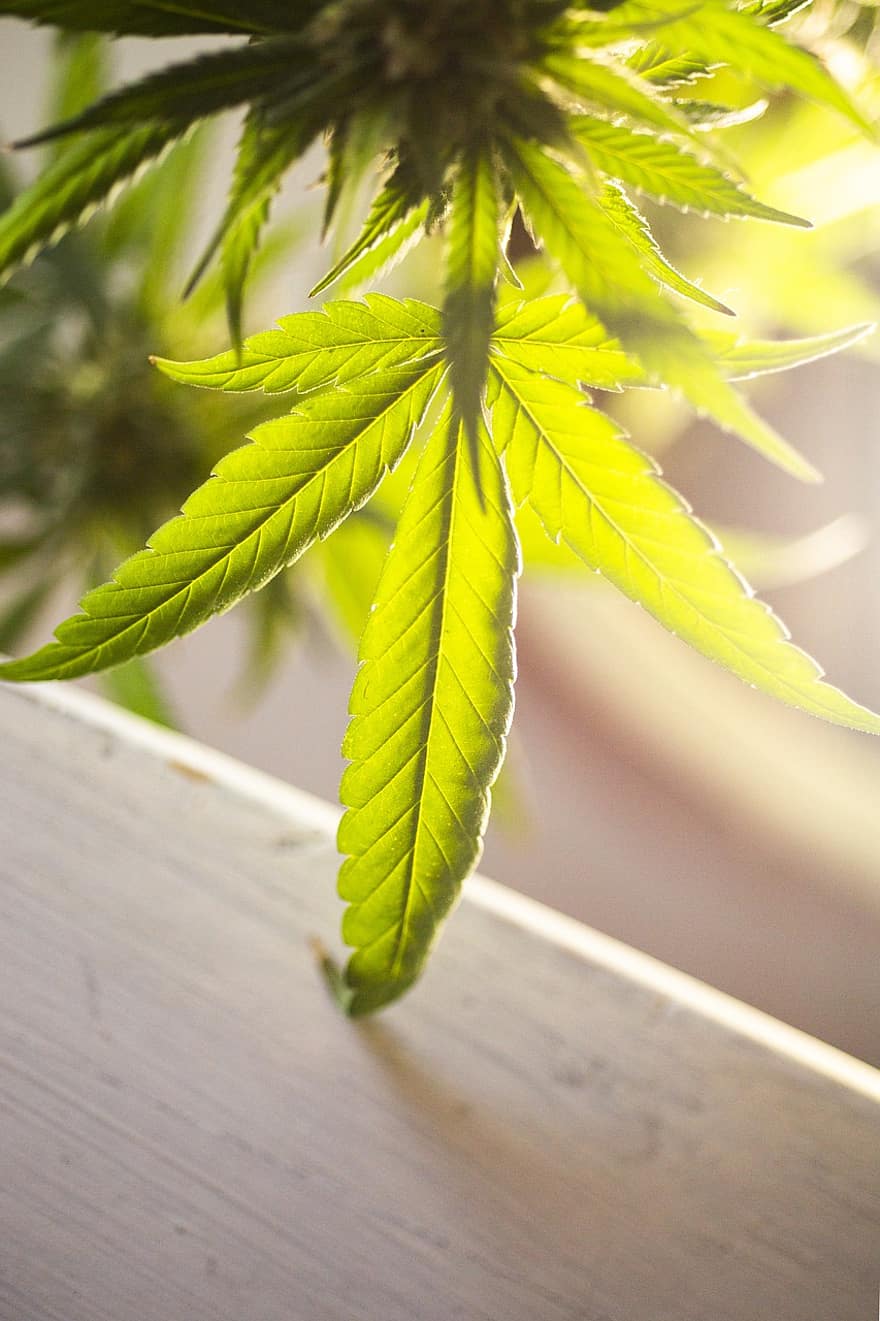 Marijuana Leaf, Cannabis Leaf Weed Leaf