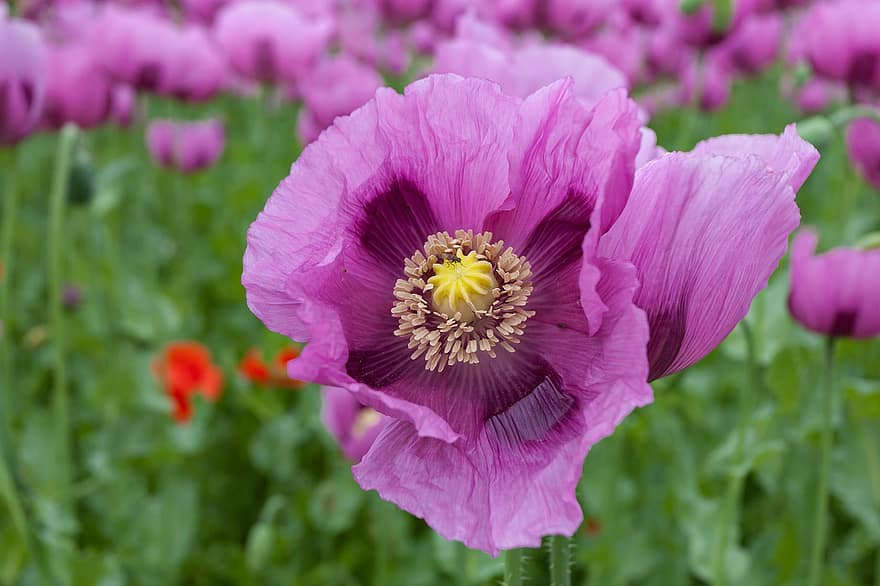 opium, bunga, opium ungu, putik, kelopak, kelopak ungu, berkembang, mekar, flora, alam, taman