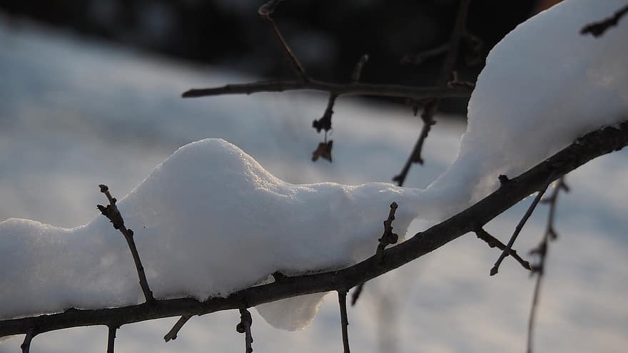 ziemā, sniegs, koks, raksturs, auksts, filiāles
