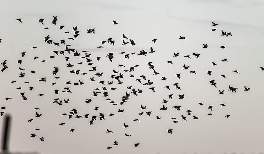 bandada, pájaros myna, volador, enjambre, vuelo, pájaros volando, ornitología, Mundo de los animales