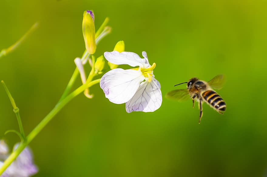 albină, flori, insectă, petale, albina, nectar colector, polen, nectar, plantă, floră, colector
