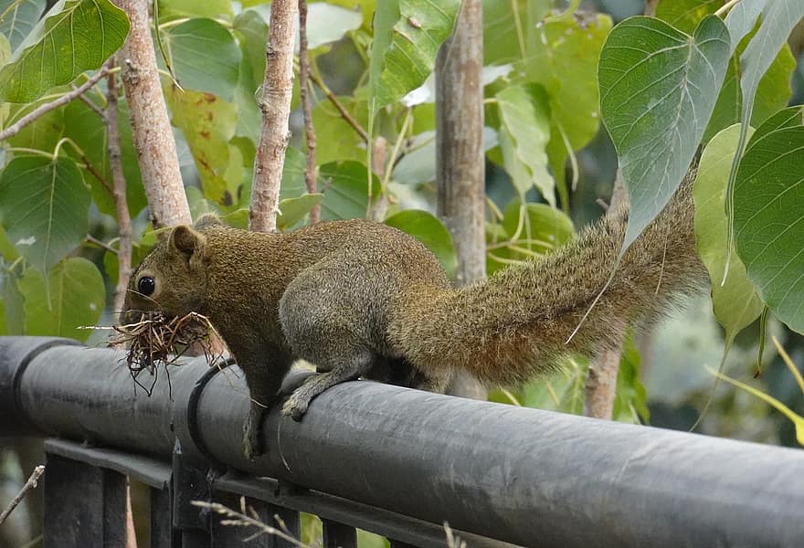 animal, écureuil, mammifère, rongeur, espèce, faune, Écureuil de l'Irrawaddy, Callosciurus Pygerythrus