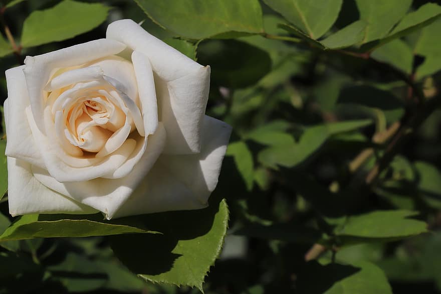 roos, bloem, de lente, fabriek, witte roos, witte bloem, bloeien, lente bloem, tuin-, natuur, detailopname