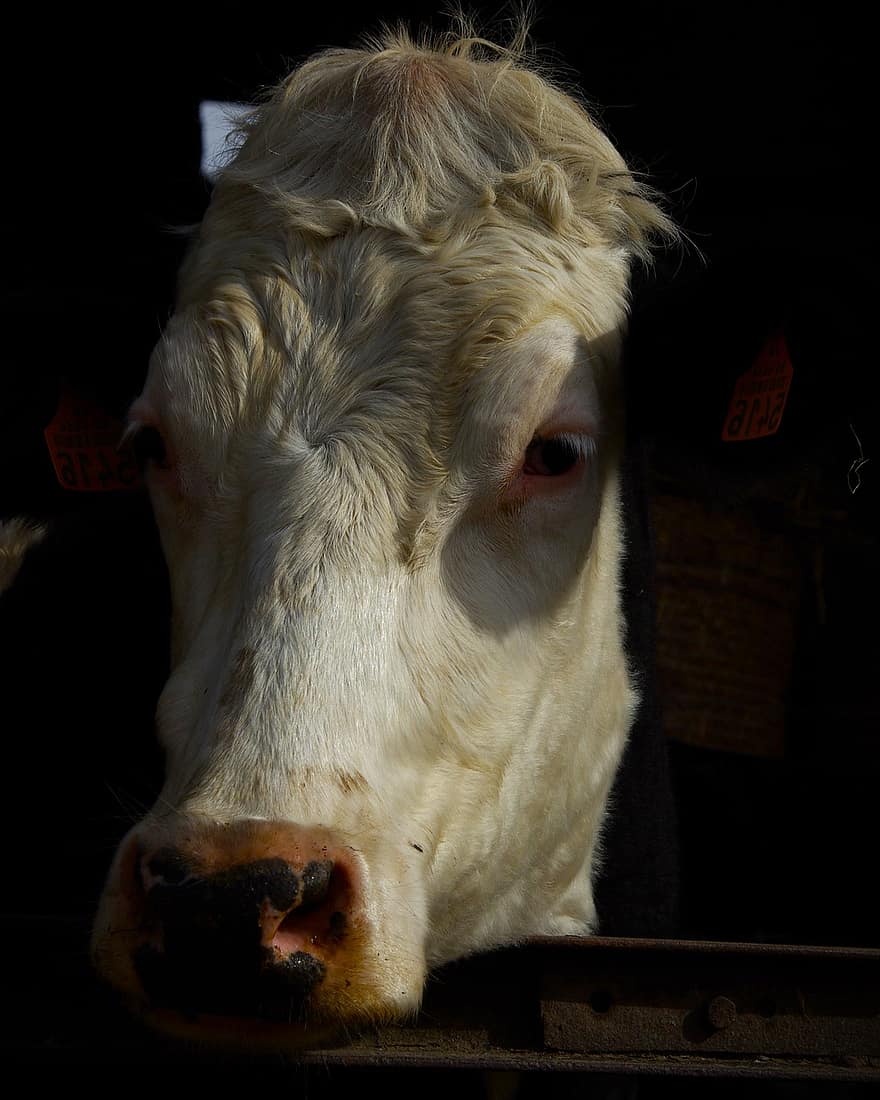 thú vật, con bò, động vật có vú, chăn nuôi, loài, động vật, sản phẩm bơ sữa, Sữa, động vật nhai lại, nông trại, cảnh nông thôn