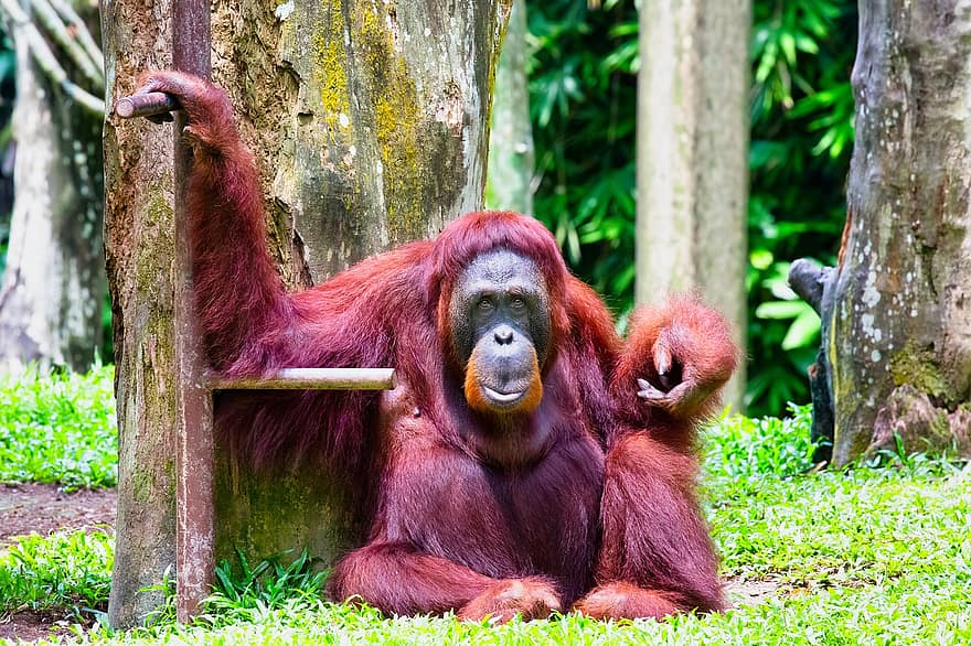 orangutanas, gyvūnas, laukinės gamtos, beždžionės, primatas, žinduolių
