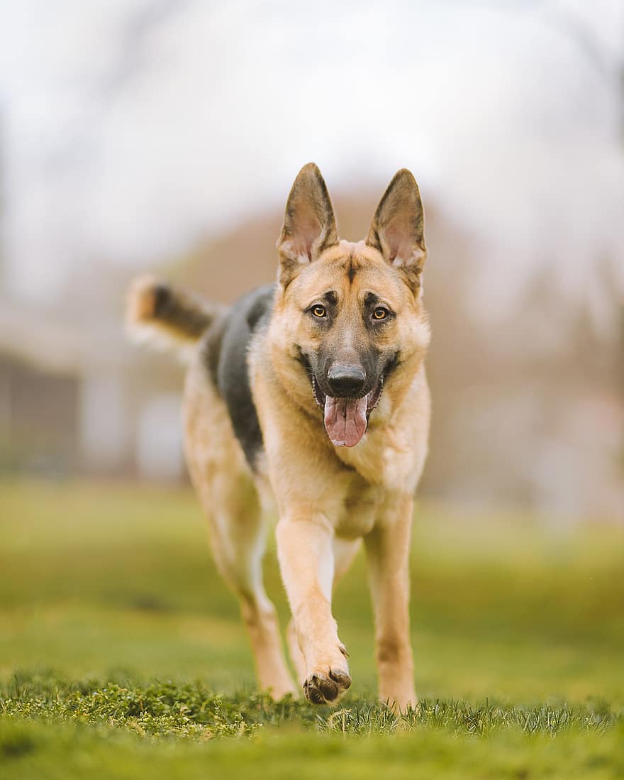 German Shepherd, Dog, Walking, Play, Pet, Animal, Domestic Dog, Canine, Breed, Mammal, Cute