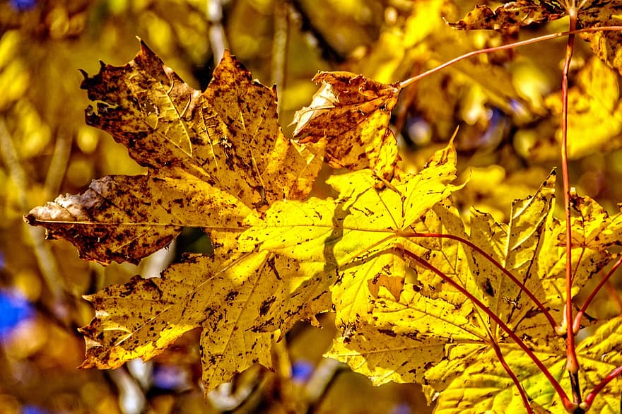 herfst, herfstbladeren, gele bladeren, gebladerte