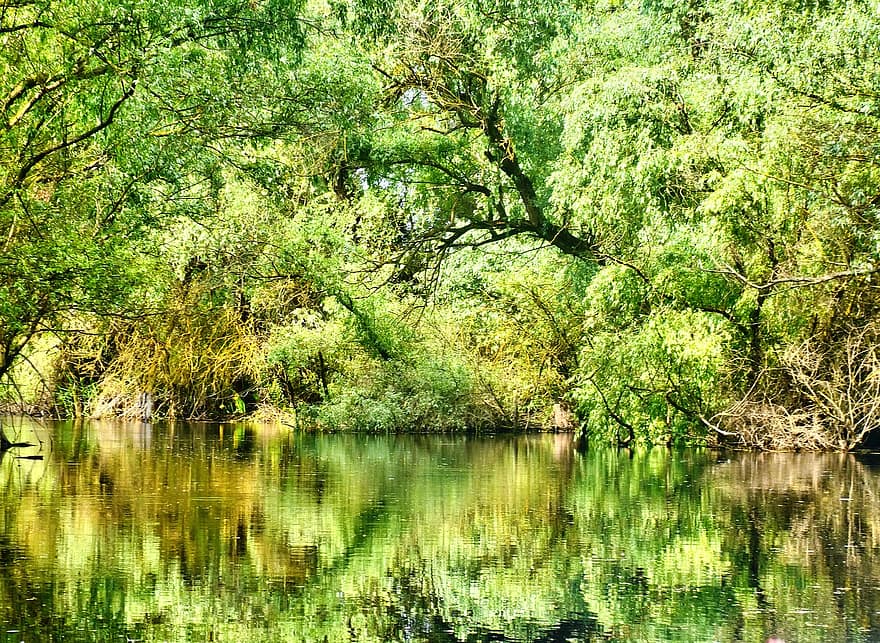 Forest, Trees, Leaves, Foliage, Lake, Reflection, Grass, Plants, Weeds, Bushes, Nature