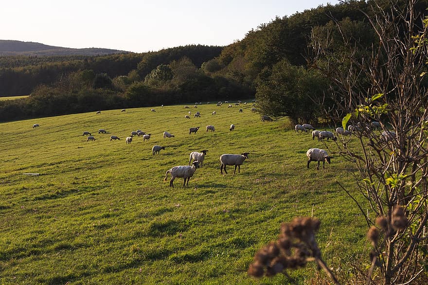 cừu, bầy đàn, đồng cỏ, chăn nuôi, động vật, động vật có vú, chăn thả, cánh đồng, rừng, cây, phong cảnh