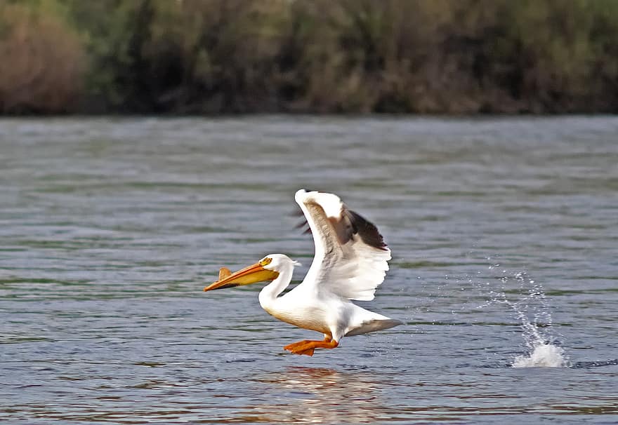 pelicano, descolar, mosca, asas, rio, rio cobra, lewiston, bico, animais em estado selvagem, agua, vôo