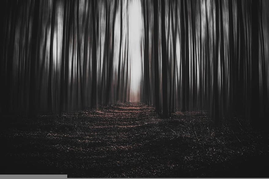les, temný, magie, nadreálný, stromy, tajemný, Příroda, scenérie, chmurně, temně, strach