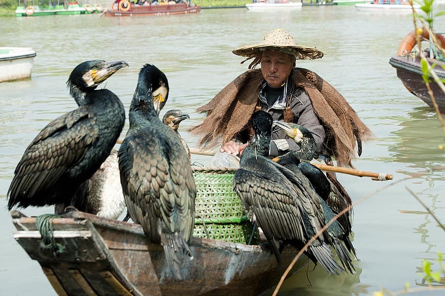 des oiseaux, pêcheur, bateau, Yangzhou, balbuzard, pêche