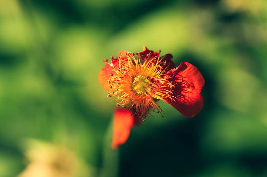 λουλούδι, το κόκκινο, μαραμένα, φύση, φυτό