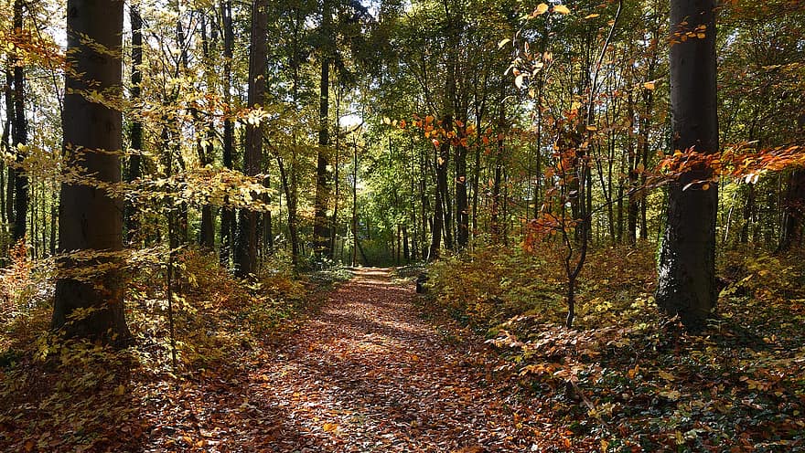 цветни листа, магистрала, парк, есен, Полша, пейзаж, природа, гора, дърво, листо, сезон