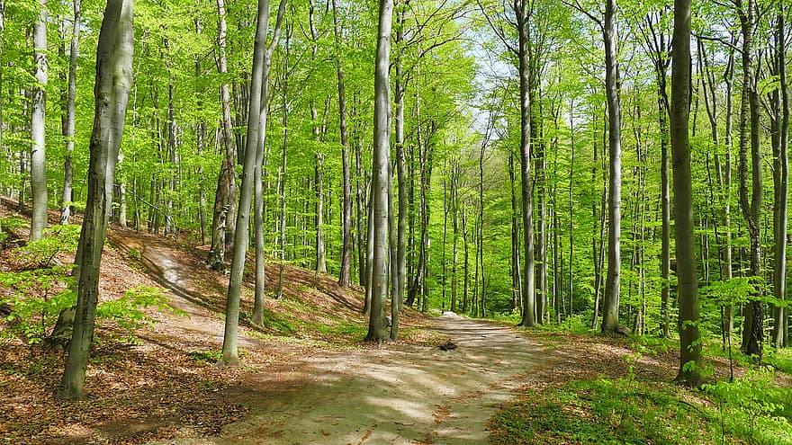 skog, bokskog, sti, trær, natur, landskap, vår, Ukraina, tre, grønn farge, sommer