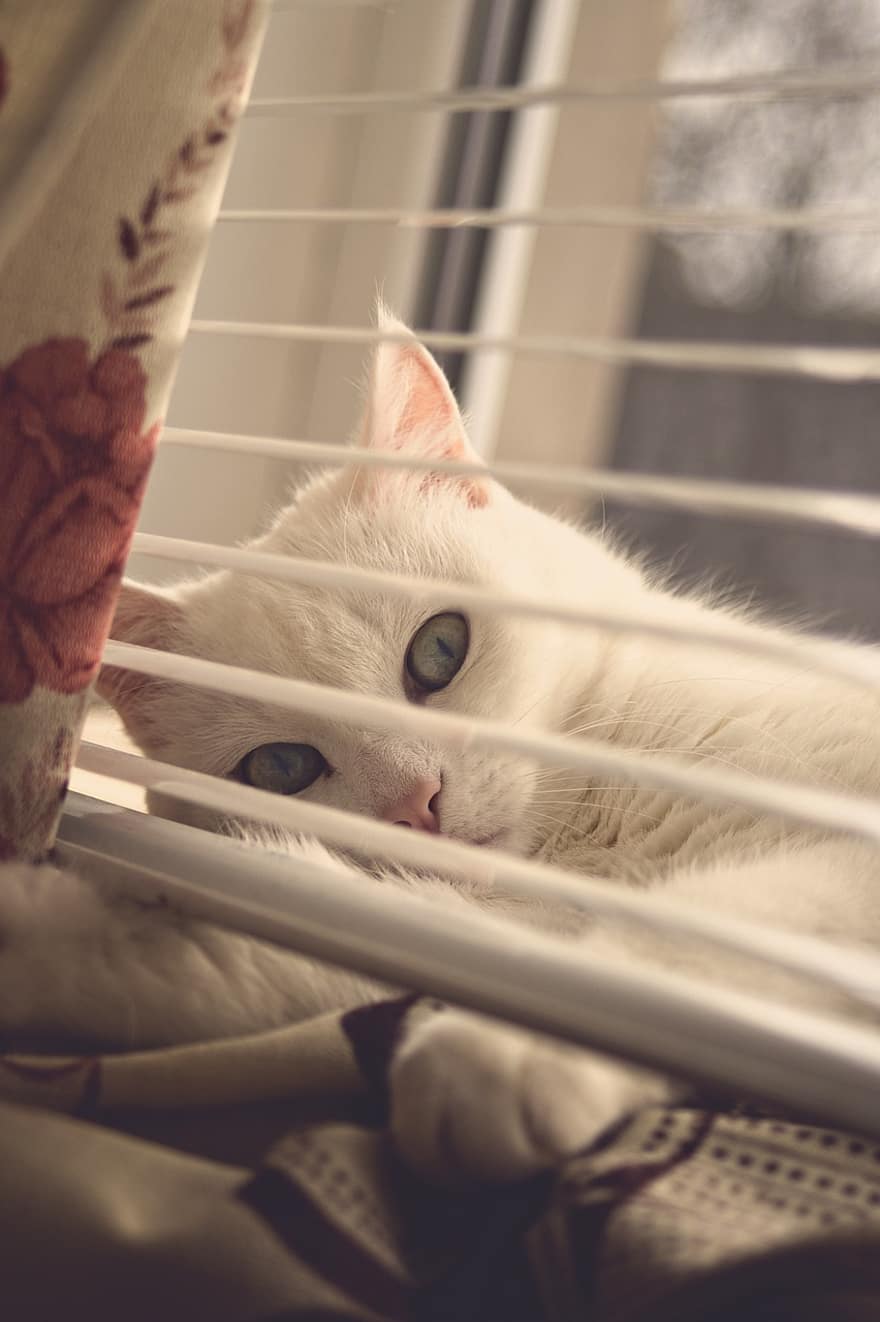 kočka, domácí zvíře, zvíře, bílá kočka, domácí kočka, Kočkovitý, savec, srst, roztomilý, Domov, okouzlující