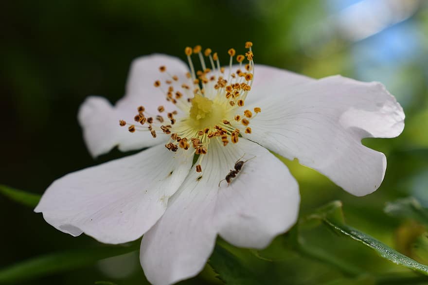 σκύλος-τριαντάφυλλο, λουλούδι, λευκό λουλούδι, πέταλα, λευκά πέταλα, ανθίζω, άνθος, χλωρίδα, φυτό, φύση, γκρο πλαν