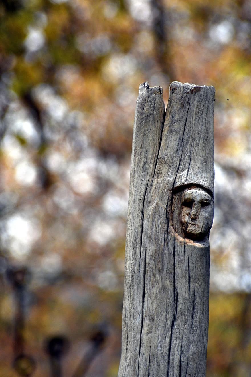 Driftwood, sculptură în lemn, lemn, copac, să se concentreze asupra primelor elemente, pădure, a închide, gard, vechi, toamnă, ramură