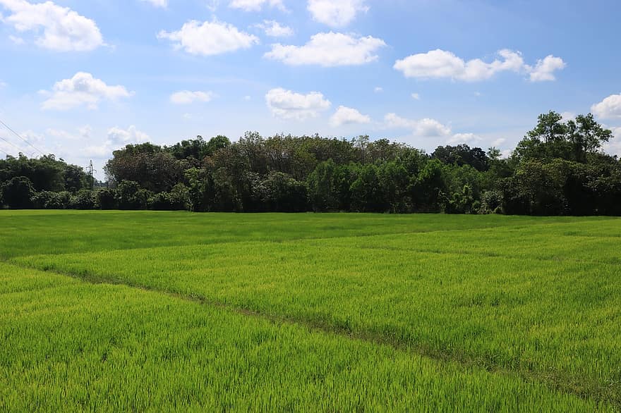 rýžová pole, hospodařit, les, krajina, tráva, louka, nebe, venkovské scény, letní, zelená barva, zemědělství