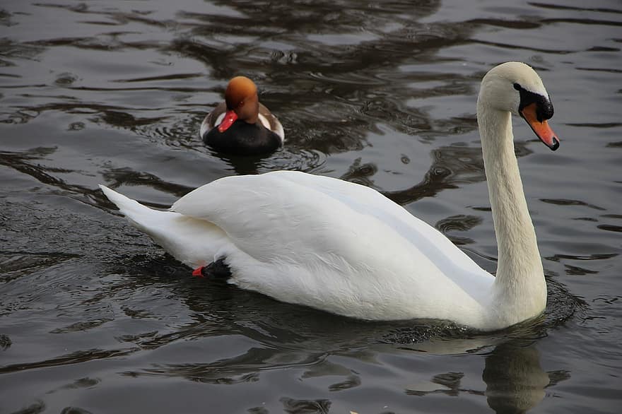 Bird, Water Bird, Swan, White Swan, Pond, Beijing