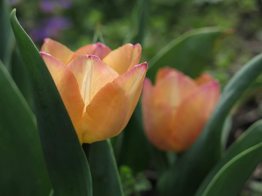 tulipaner, blomster, have, natur, plante, blomst, blomsterhoved, tulipan, tæt på, blad, grøn farve
