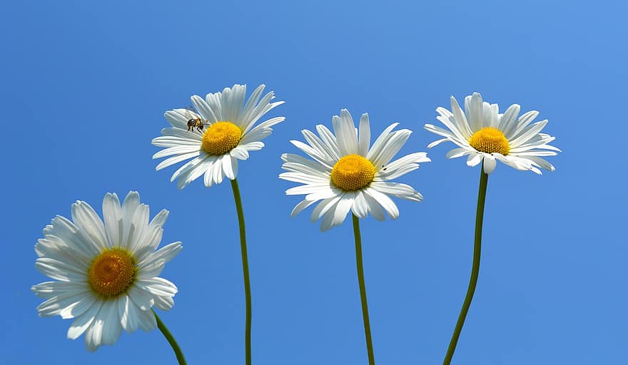 Daisies, Flowers, Lined Up, In Row And Member, Daisy, Bee, Sky, Insect, Plant, Blue Sky, White Flowers