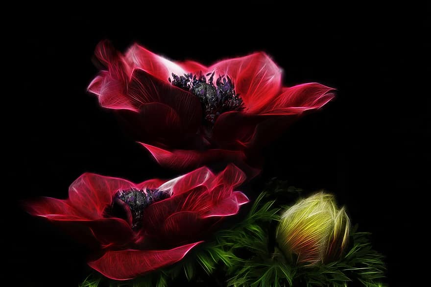 fractalius, anemoon, kroon anemoon, bloem, rode bloem, detailopname, structuur, bloesem
