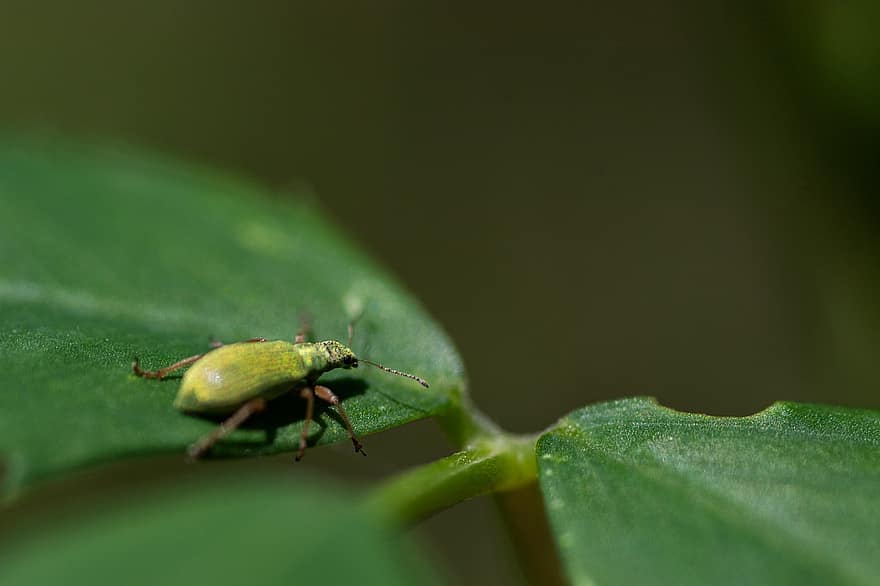 escarabat, insecte, full, planta, animal, naturalesa, primer pla, macro, color verd, estiu, artròpode