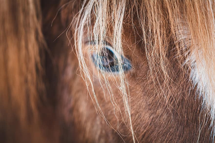 Horse, Pony, Animal, Close Up