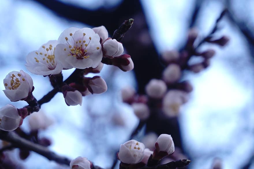 Sakura, fleurs, fleurs de cerisier, pétales blancs, pétales, fleur, la nature, Floraison, flore