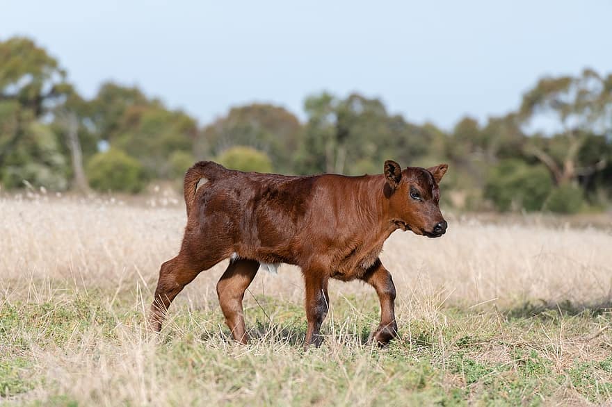 Calf, Cow, Animal, Newborn, Young, Young Cow, Farm, Farming, Breeding, Bovine